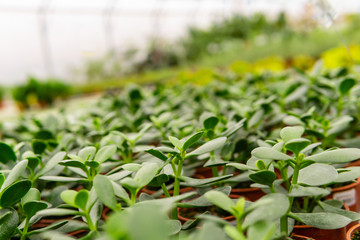 plant sprouts in a greenhouse close-up