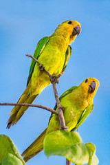 Couple of Amazon parrots sit on branch