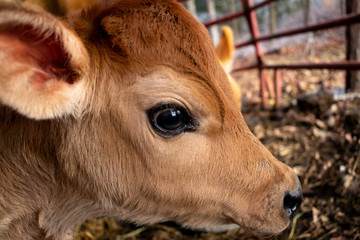 a close up of a calf