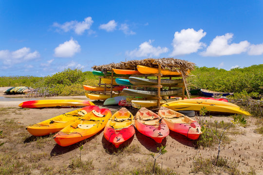 Many kayaks lying in mangrove forest
