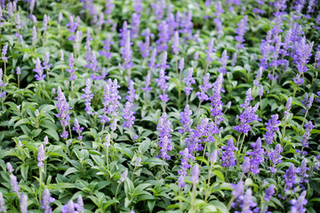 Blue salvia purple flowers in the garden