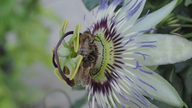 Passiflora and bubble bee with blur background
