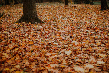 Fallen leaves on ground in autumn park