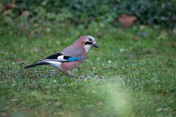 Eurasian jay (Garrulus glandarius) closeup