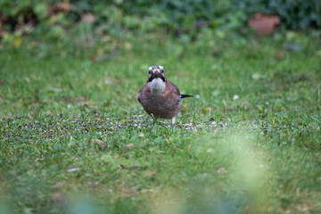 Eurasian jay (Garrulus glandarius) closeup