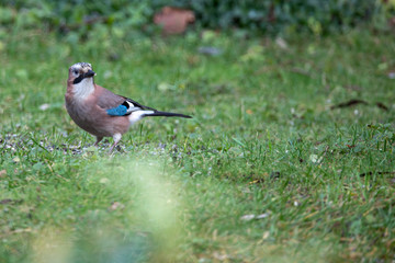 Eurasian jay (Garrulus glandarius) closeup