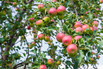 red ripe apples on a tree branch. fresh apples on Apple tree closeup