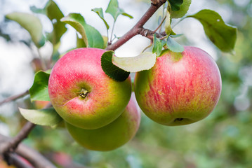 red ripe apples on a tree branch. fresh apples on Apple tree closeup