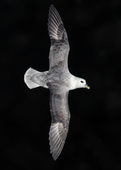 Fulmar