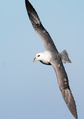 Fulmar