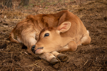 a calf sleeping and relaxing © Blessings Captured