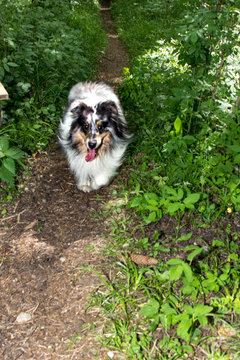Frontalansicht auf einen schwarz/wei&szlig;en Shetland Sheepdog der auf Waldweg l&auml;uft.