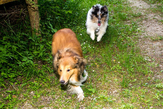 Ein braun/wei&szlig;er und ein schwarz/wei&szlig;er Shetland Sheepdog rennen auf einem Waldweg.