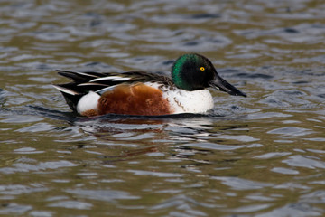 Shoveler