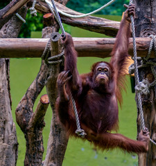 oranguta, indonesian endemic animal