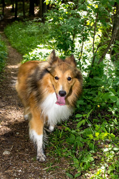 Frontalansicht auf einen braun/wei&szlig;en Shetland Sheepdog der auf Waldweg l&auml;uft.