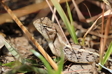Lizard in the grass in Nepal