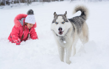 Little girl playing with a Siberian husky breed dog in the winter