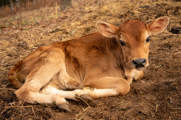 a calf laying down