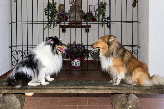 Ein schwarz/wei&szlig;er und ein braun/wei&szlig;er Shetland Sheepdog sitzen auf einer Bank vor einer Waldkapelle.