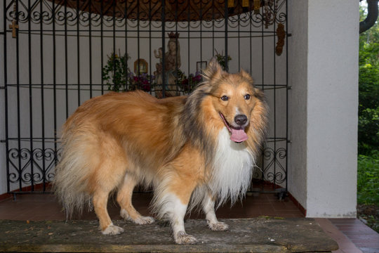 Seitenansicht von rechts auf einen braun/wei&szlig;en Shetland Sheepdog der auf einer Bank vor einer Waldkapelle steht.