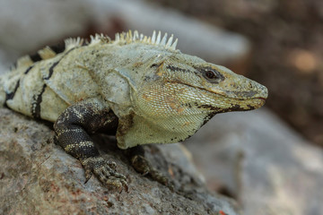 Iguana mood