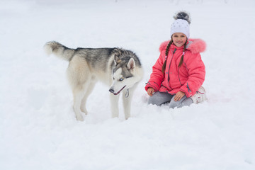 Naklejka premium Little girl playing with a Siberian husky breed dog in the snow