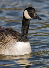 Canada goose in the water