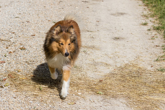 Frontalansicht auf einen braun/wei&szlig;en Shetland Sheepdog der auf einem Feldweg l&auml;uft.