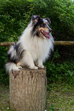 Seitenansicht von rechts auf einen schwarz/wei&szlig;en Shetland Sheepdog der auf einem Baumstamm sitzt.
