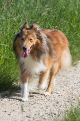 Frontalansicht auf einen braun/weißen Shetland Sheepdog der auf einem Feldweg läuft.