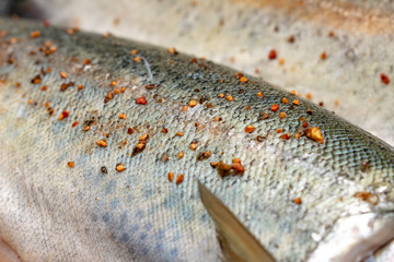 Rainbow trout on a board