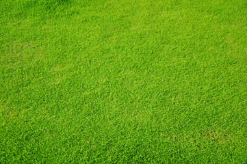 green grass background