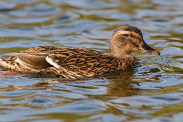 Female mallard duck in the water