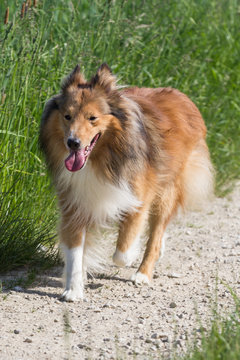 Frontalansicht auf einen braun/wei&szlig;en Shetland Sheepdog der auf einem Feldweg l&auml;uft.