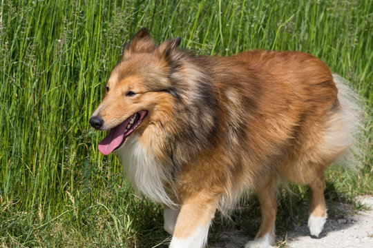 Seitenansicht von links auf einen braun/wei&szlig;en Shetland Sheepdog der auf einem Feldweg l&auml;uft.