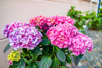 Fototapeta premium Hydrangea macrophylla - Beautiful bush of hydrangea flowers in Odense