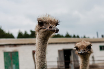 Funny ostrich. Head close-up with big eye at zoo