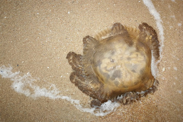 jellyfish stranded aground over sand