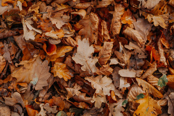 Fallen leaves on ground in autumn park