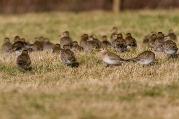 golden plover on grass