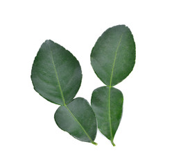 leaf of bergamot (kaffir lime) on white background