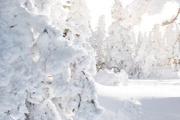 Christmas mood. snow-covered branches of fir trees on a Sunny day. winter wonderland