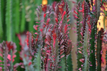 Cactus. Rare exotic succulent from the family of the perennial flowering plants