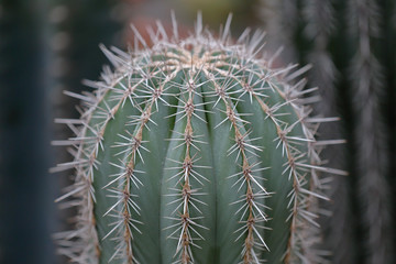 Cactus. Rare exotic succulent from the family of the perennial flowering plants