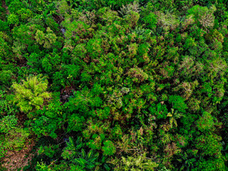 Fototapeta na wymiar Drone photos of rainforest