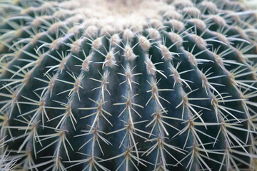 Obraz premium Cactus. Rare exotic succulent from the family of the perennial flowering plants