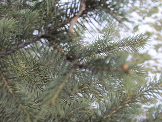 pine branch 