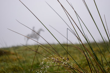 The Gaelic Chieftain Sculpture seen in the distance through the fog in County Roscommon in Ireland