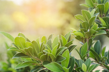 green leaves and blue sky